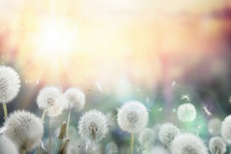 field of dandelion in sunset - bokeh and allergy