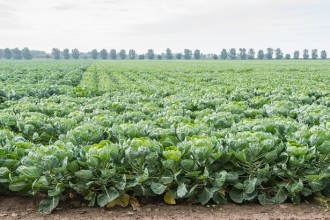 Long rows of young Brussels sprout plants on a cloudy day in the summer season.