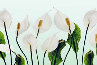White flowers lilies purity decoration on a blue background