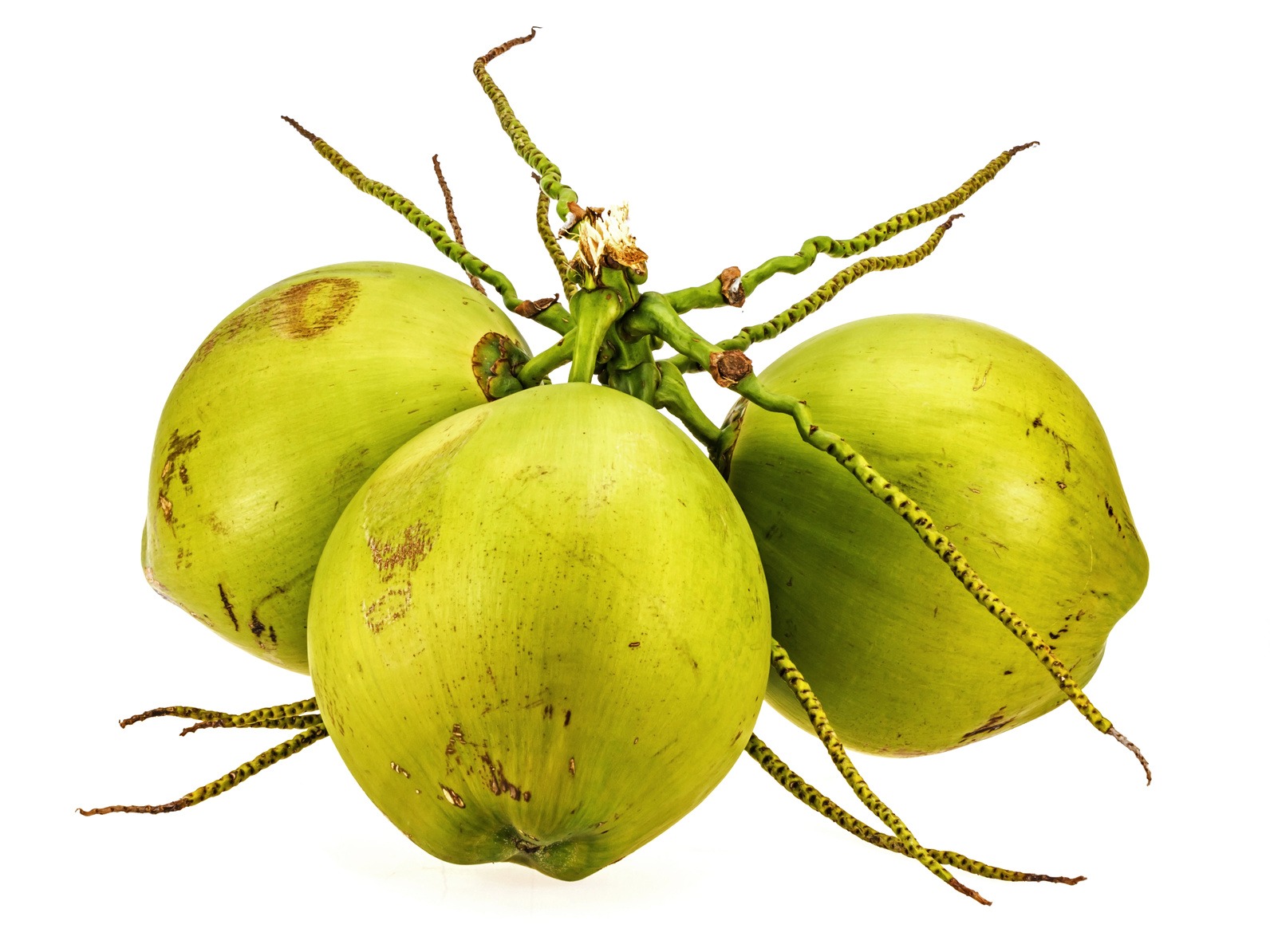 For The Love Of Coconuts For The Love Of Coconuts